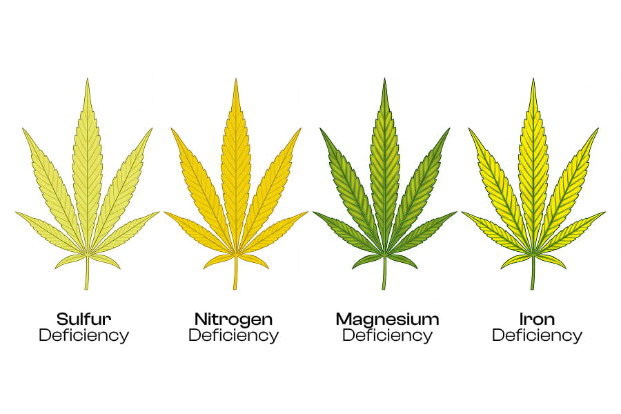 Comparison chart: sulfur, nitrogen, magnesium and iron deficiency symptoms on cannabis leaves.