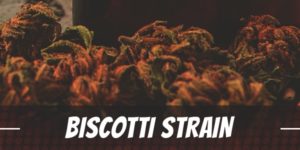 biscotti strain info