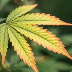 Cannabis fan leaf with interveinal yellowing and red-pink edges, the tell-tale sign of a molybdenum deficiency.