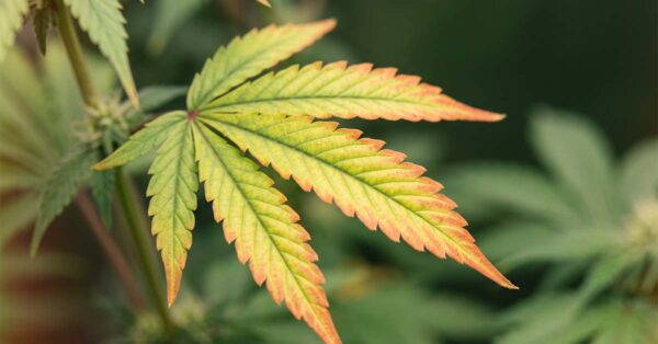 Cannabis fan leaf with interveinal yellowing and red-pink edges, the tell-tale sign of a molybdenum deficiency.