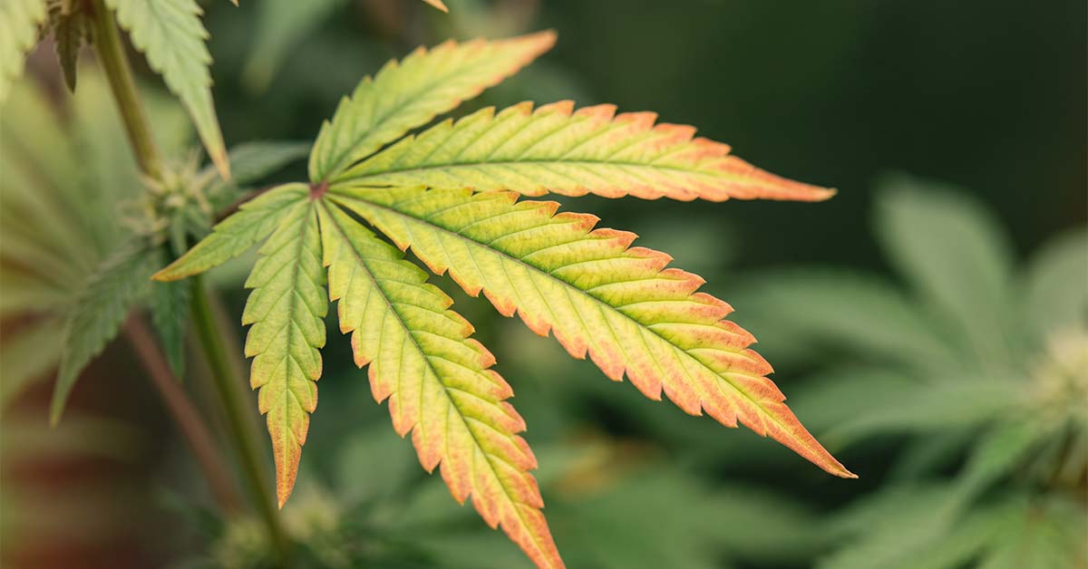 Cannabis fan leaf with interveinal yellowing and red-pink edges, the tell-tale sign of a molybdenum deficiency.