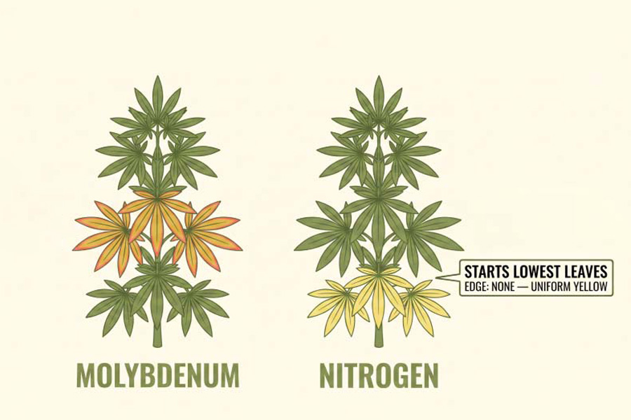 Diagram comparing molybdenum deficiency (mid-plant, red-edged leaves) with nitrogen deficiency (lower leaves, uniform pale yellow).