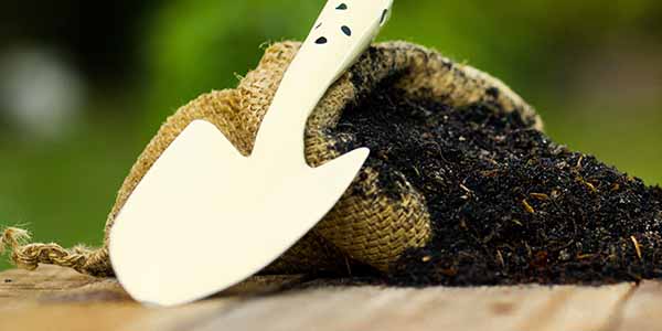 Choosing soil for your marijuana plants