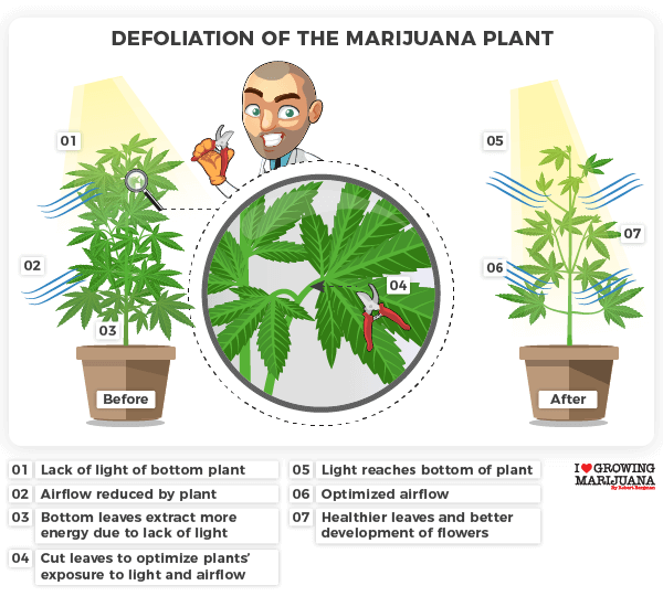 Defoliation of the marijuana plant infographic