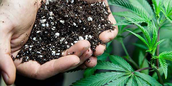 The Importance of Soil in growing marijuana