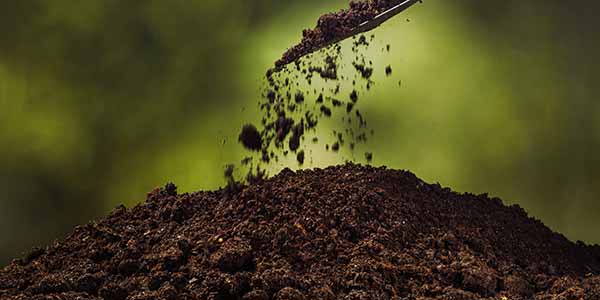 Recognizing good soil for growing cannabis