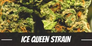 Ice Queen Strain