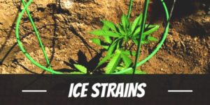 Ice Strain