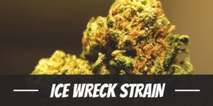 Ice Wreck Strain
