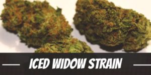 Iced Widow Strain