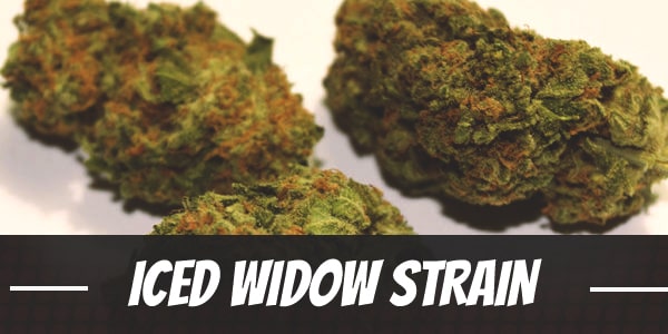 Iced Widow Strain