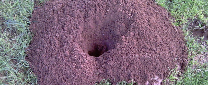 gopher tunnel