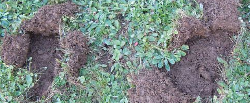 raccoon holes