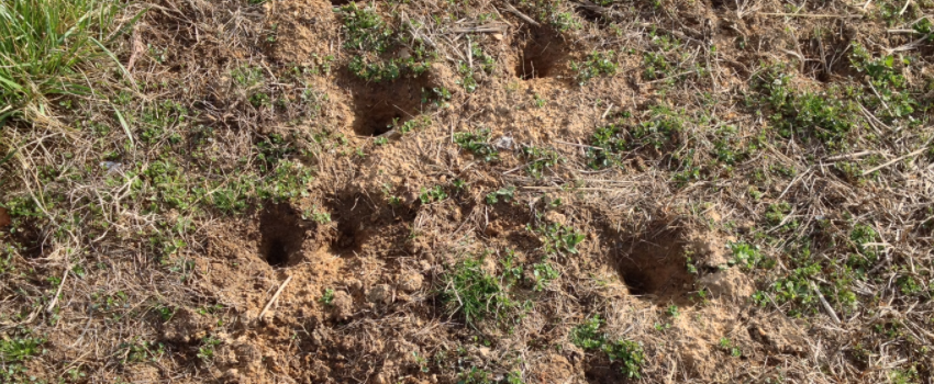 skunk holes