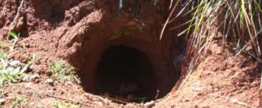 wombats holes