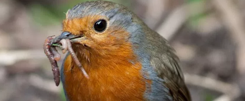 bird eating insects
