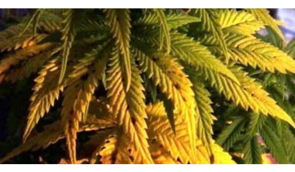 Identifying lack of nutrients