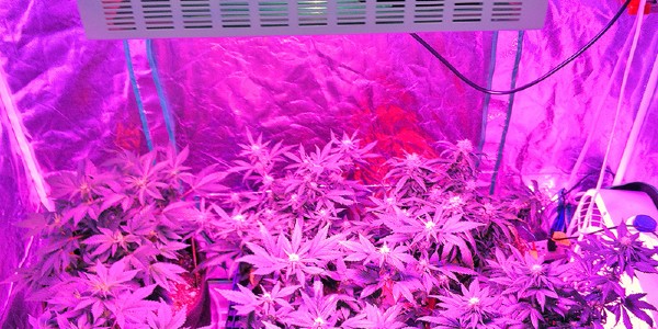 If you don't want to worry about too much light or heat, choose LED grow lights