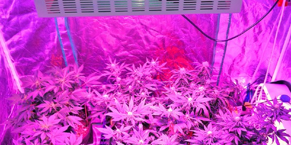 More lights mean more heat - choose LED grow lights