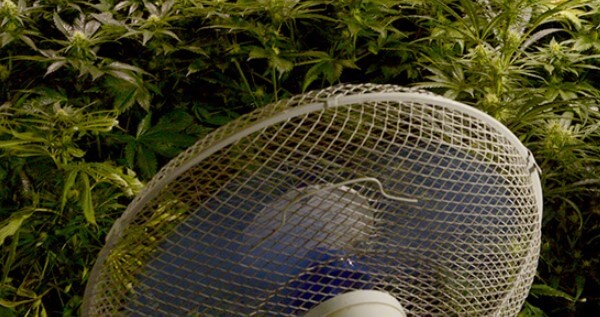 Increase the temperature while growing by using swivel fans