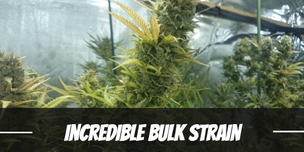 Incredible Bulk Strain