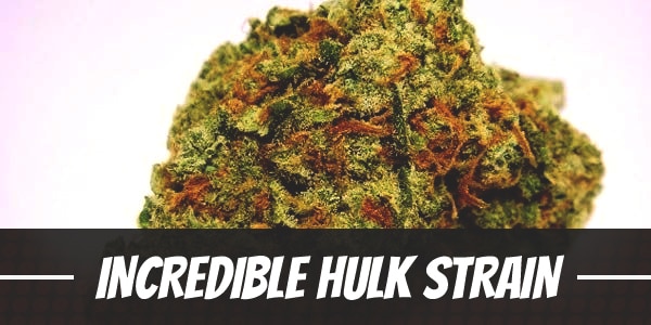 Incredible Hulk Strain