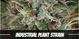 Industrial Plant Strain