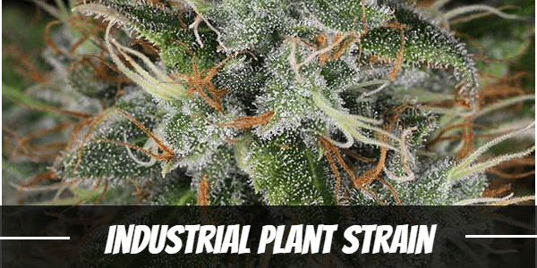 Industrial Plant Strain