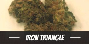 Iron Triangle