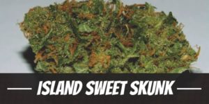 Island Sweet Skunk