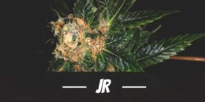JR