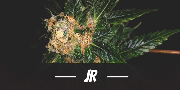 JR