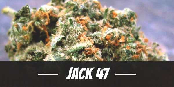 Jack 47
