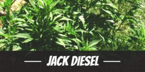 Jack Diesel