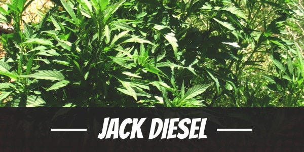 Jack Diesel