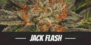 Jack Flash
