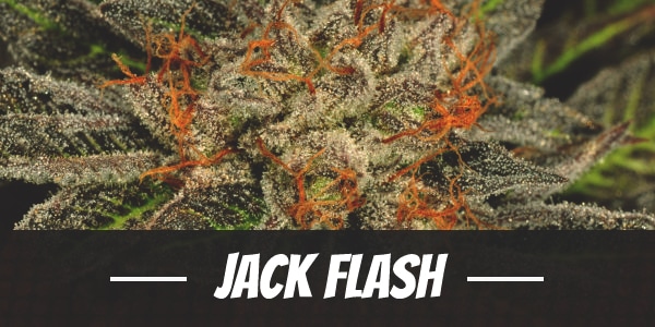 Jack Flash