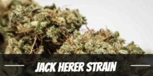 Jack Herer Strain