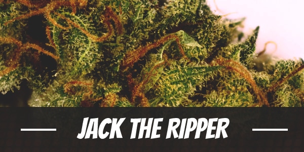 Jack The Ripper