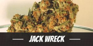 Jack Wreck