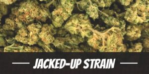Jacked-Up Strain