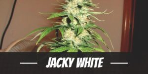 Jacky White