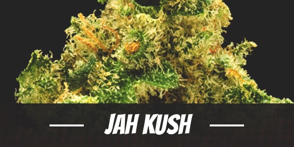Jah Kush