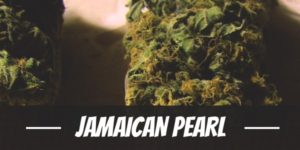 Jamaican Pearl