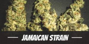 Jamaican Strain