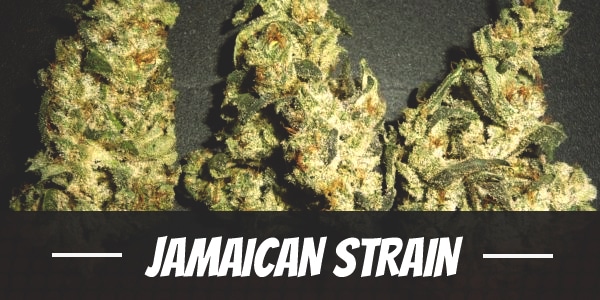 Jamaican Strain
