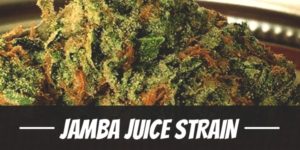 Jamba Juice Strain