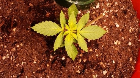 No Jack Herer