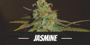 Jasmine