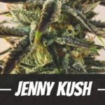 Jenny Kush